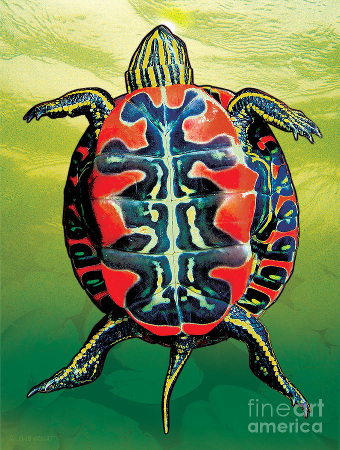 Turtle Painting - Painted Turtle Green by JQ Licensing