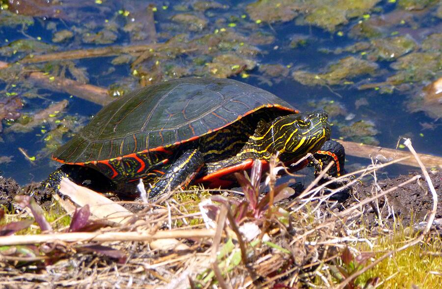 Painted Turtle  Photograph by Jean Evans