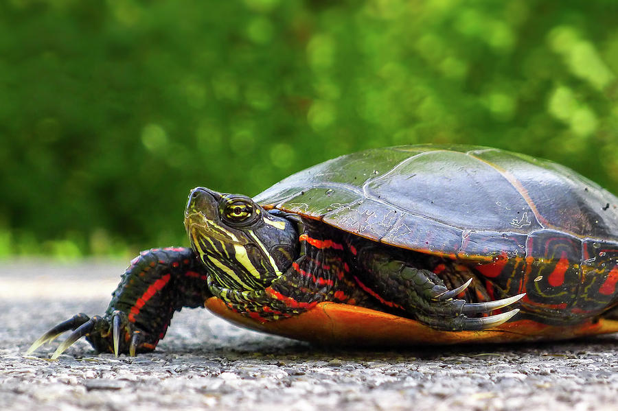 Painted Turtle Photograph by Neil Shapiro