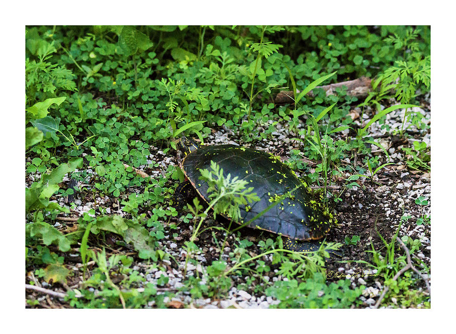 Painted Turtle Nest Photograph by Ed Peterson
