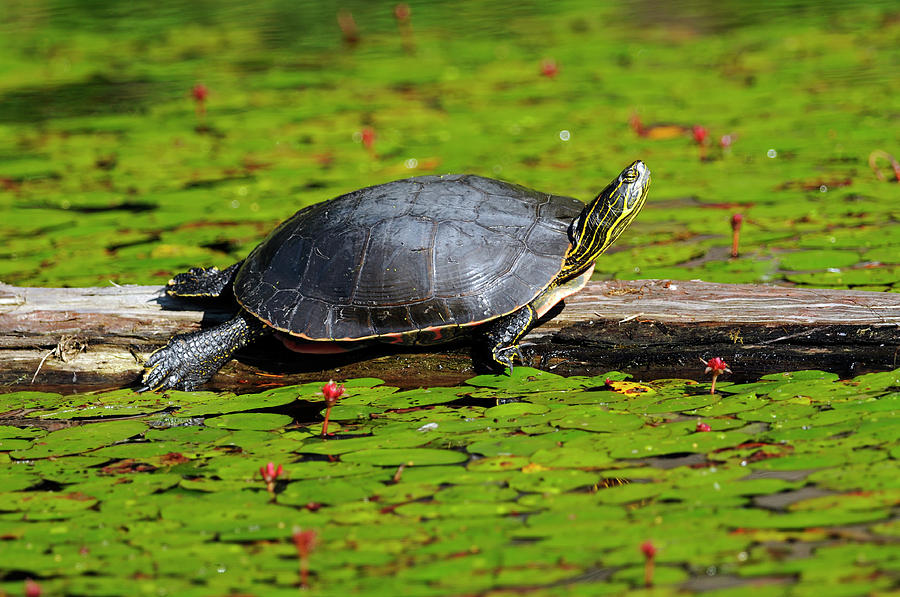 Painted Turtle on Log With Lily Pads Photograph by Sharon Talson - Fine ...