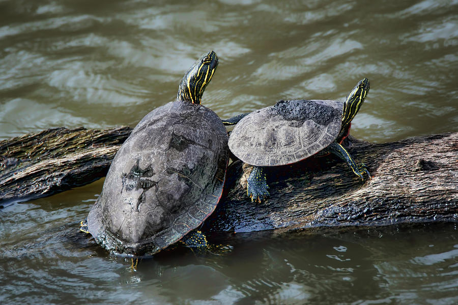 Painted Turtle Pair Photograph by Nikolyn McDonald