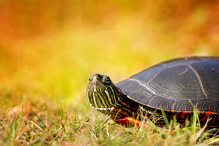 Turtle Photograph - Painted Turtle Print by Gwen Gibson
