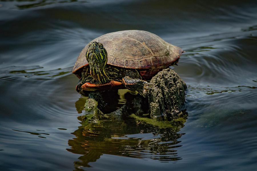 Painted Turtle Photograph by Ray Congrove