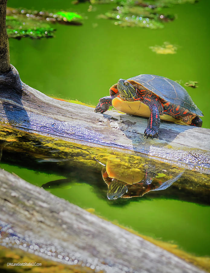 Painted Turtle Reflection Photograph by LeeAnn McLaneGoetz ...