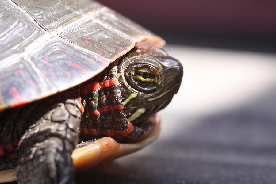 Painted Turtle Photograph by Roger Archambault - Fine Art America