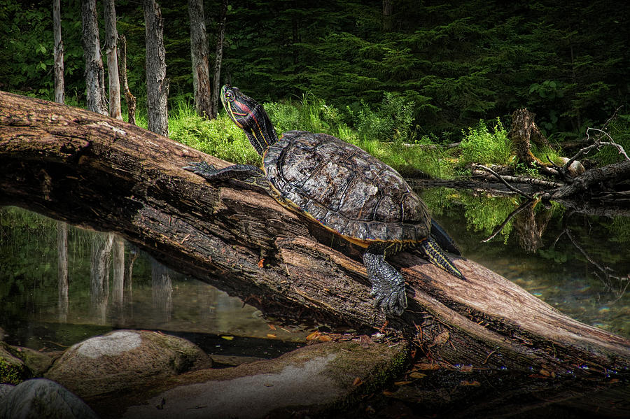 Painted Turtle sitting on a Log Photograph by Randall Nyhof
