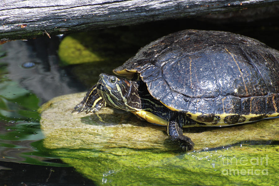 Painted Turtle Sitting on a Rock in the Wild Photograph by DejaVu Designs