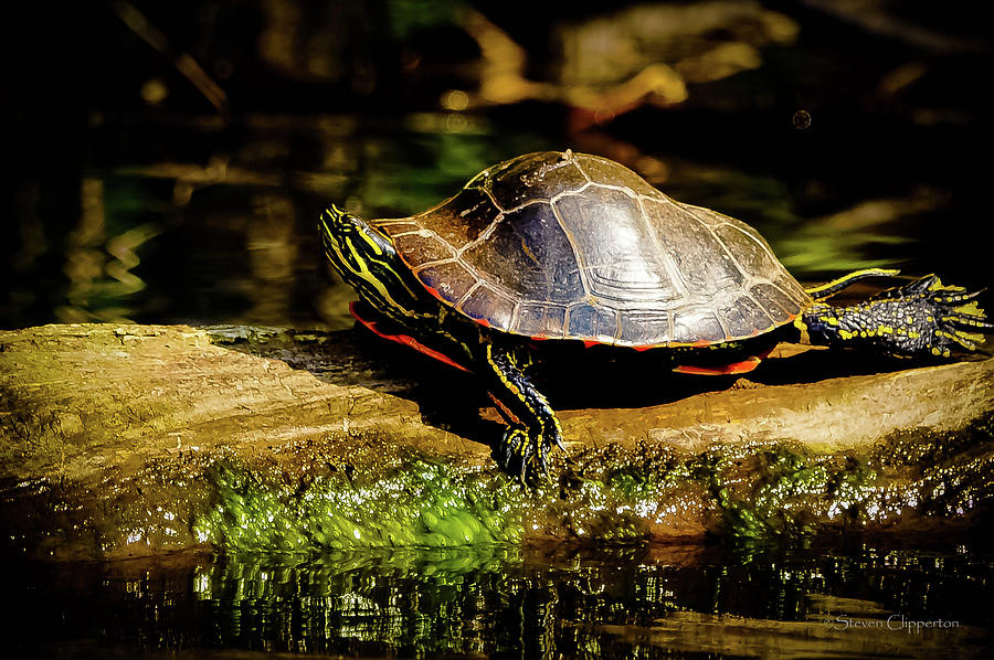 Painted Turtle Photograph by Steven Clipperton