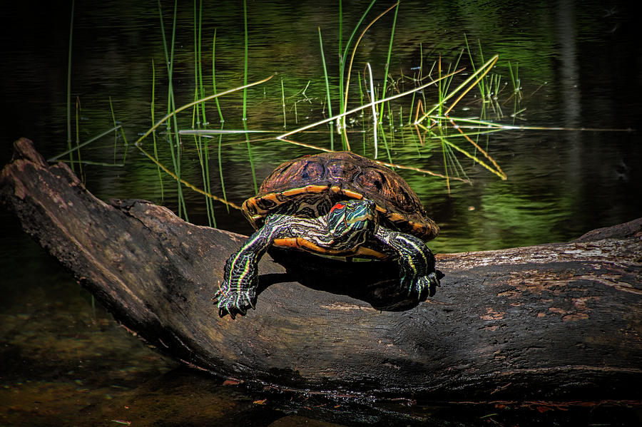 Painted Turtle sunning itself on a Log Photograph by Randall Nyhof