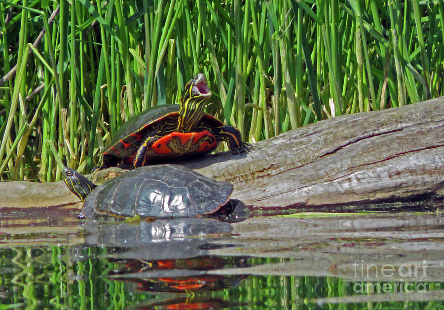 Painted Turtles Photograph by Cindy Murphy - NightVisions