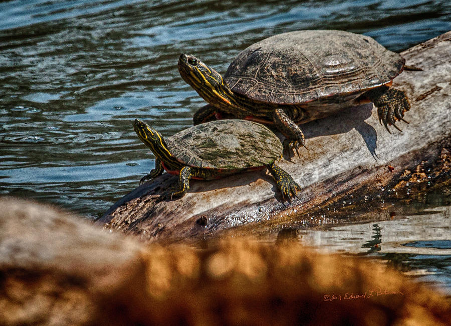 Painted Turtles Photograph by Ed Peterson
