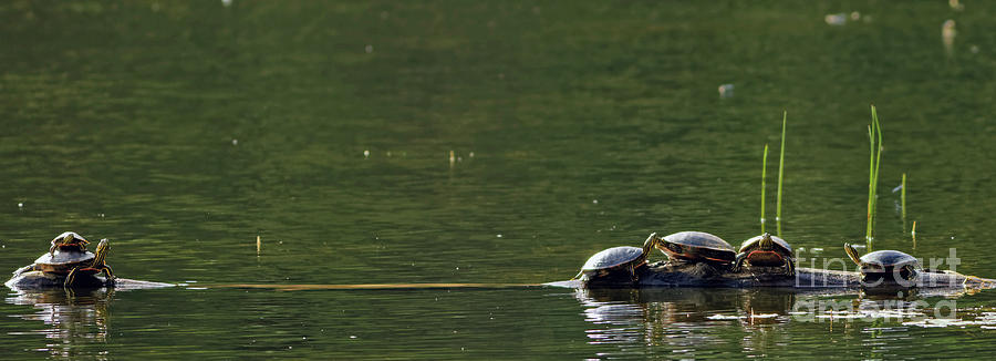 Painted Turtles Photograph by Natural Focal Point Photography