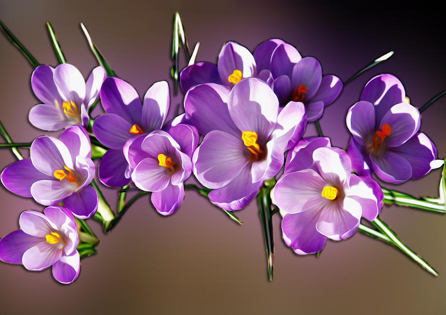 Painted Violets Photograph by John Haldane