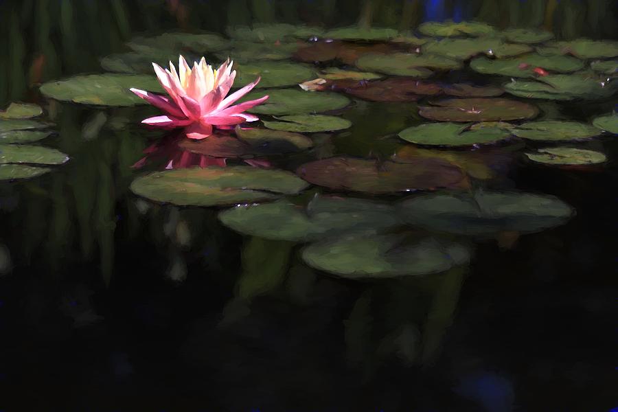 Nature Photograph - Painted Water Lily Among The Lily Pads by Carol Montoya