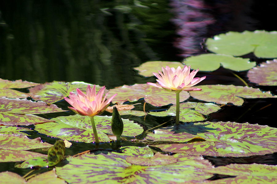 Painted Waters - Lilypond Photograph by Colleen Cornelius