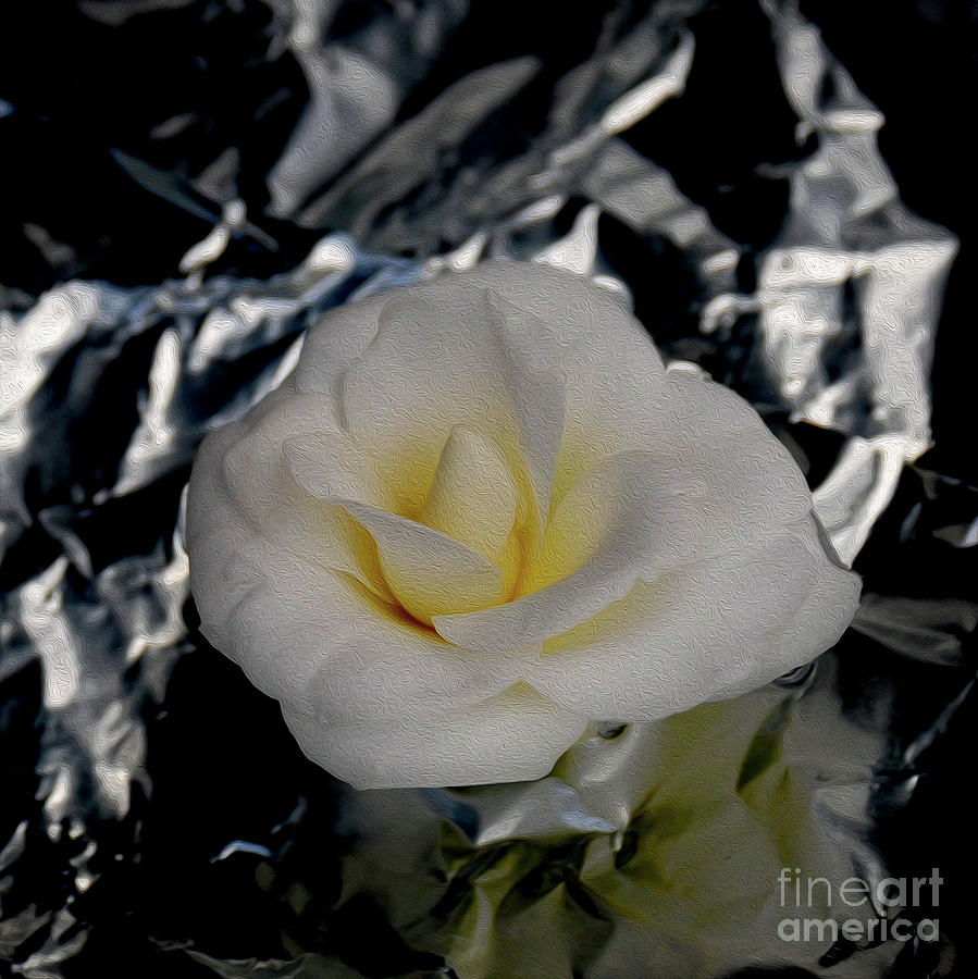 Painted White Camelia Photograph by Skip Willits