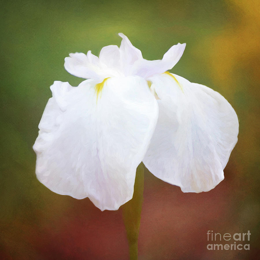 Painted White Iris in Late Afternoon Light Photograph by Anita Pollak
