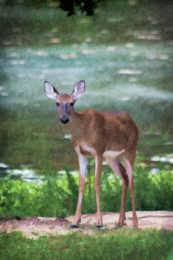 Painted Whitetail Deer Photograph by Kathy Clark