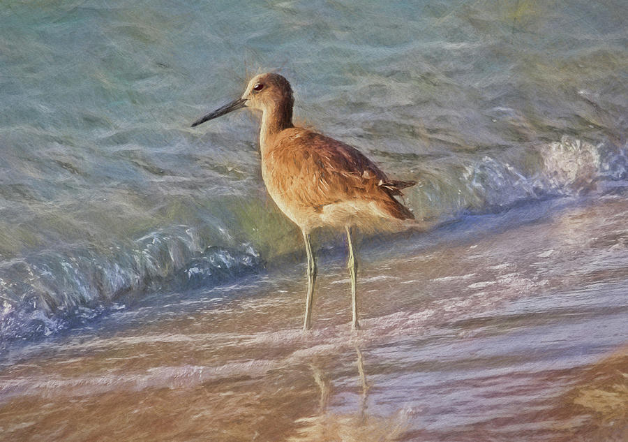Painted Willet Photograph by HH Photography of Florida