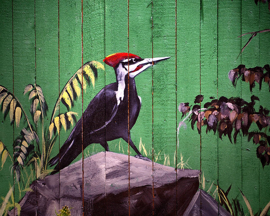 Painted Woodpecker on a Baltimore Zoo Fence Photograph by Bill Swartwout