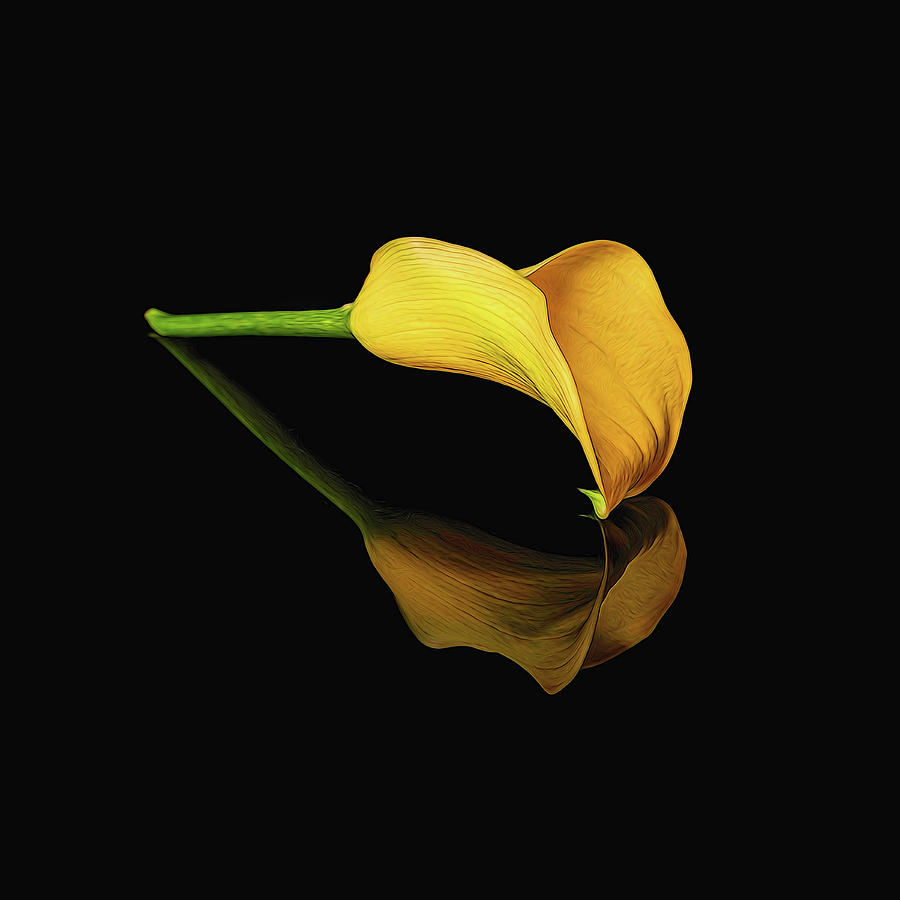Painted Yellow Calla Lily Digital Art by Michelle Whitmore
