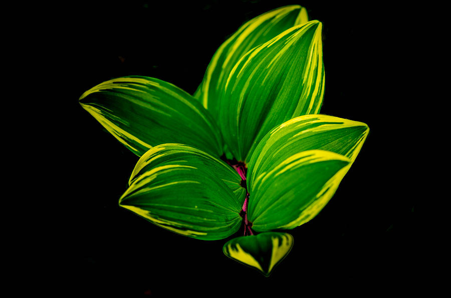 Painter Leaf Pattern Photograph by Bruce Pritchett