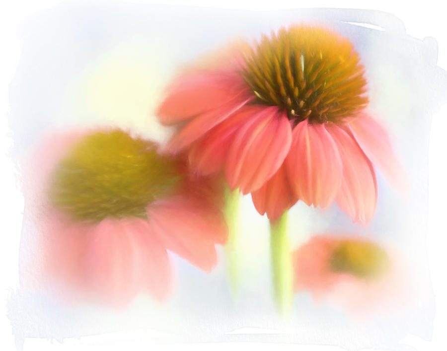 Painterly Cone Flowers Photograph by David and Carol Kelly