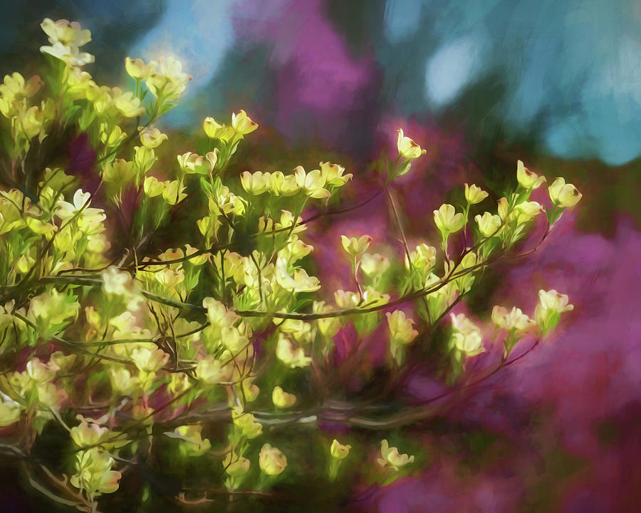 Painterly Dogwood Photograph by James Barber