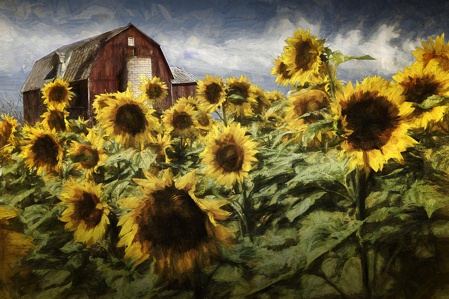 Painterly Effects on Golden Blooming Sunflowers with Red Barn Photograph by Randall Nyhof