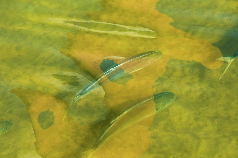 Painterly Fish Photograph by Carolyn DAlessandro