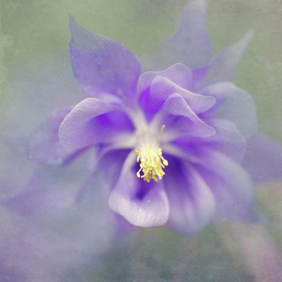 Painterly Flowers Photograph by Margaret Goodwin