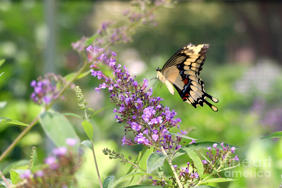 Painterly Giant Swallowtail Photograph by Amy Dundon