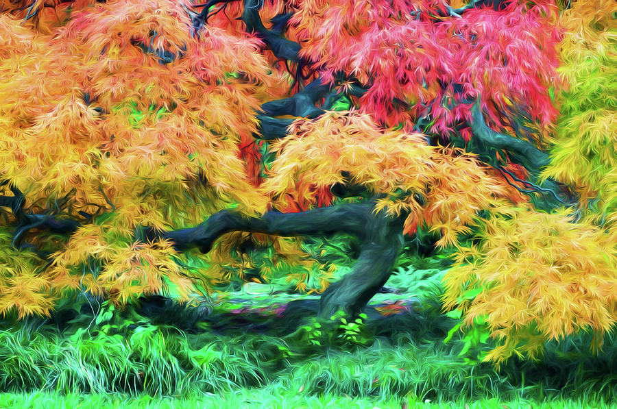 Painterly Japanese Maple Tree Photograph by Gary Slawsky