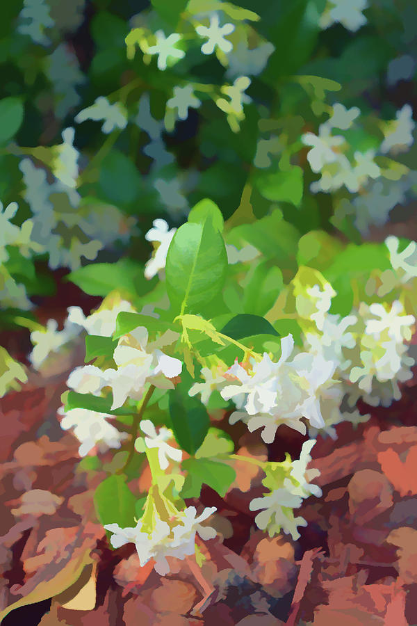 Painterly Jasmine in Bloom Photograph by Aimee L Maher ALM GALLERY