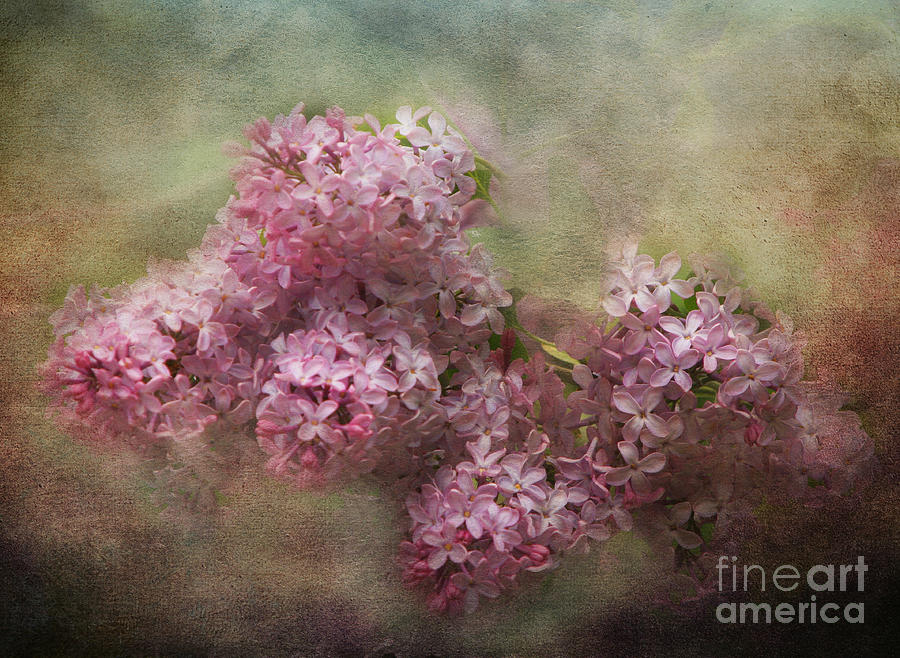 Painterly Lilac Blossom Photograph Photograph by Clare VanderVeen
