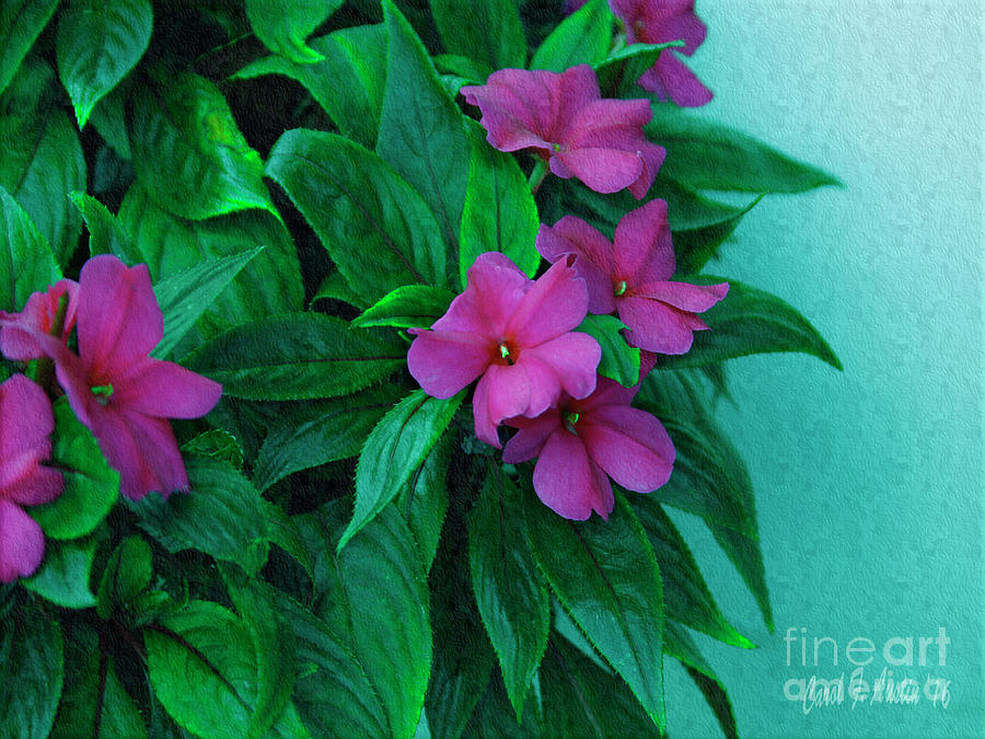 Painterly Magenta Impatients Flowering Plant Photograph by Carol F Austin