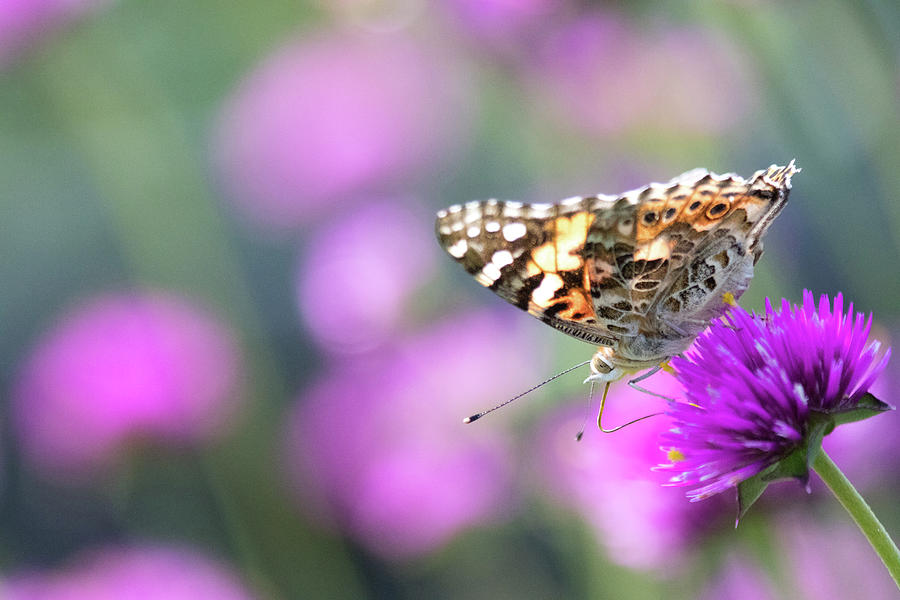 Painterly Painted Lady 2 Photograph by Brian Hale