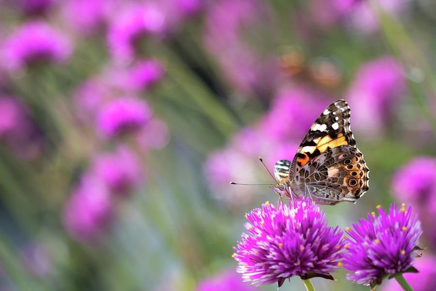 Painterly Painted Lady Photograph by Brian Hale