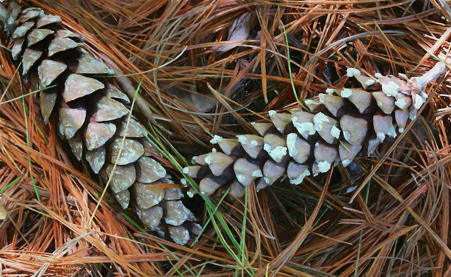 Painterly Pine Cones 052318 Photograph by Mary Bedy