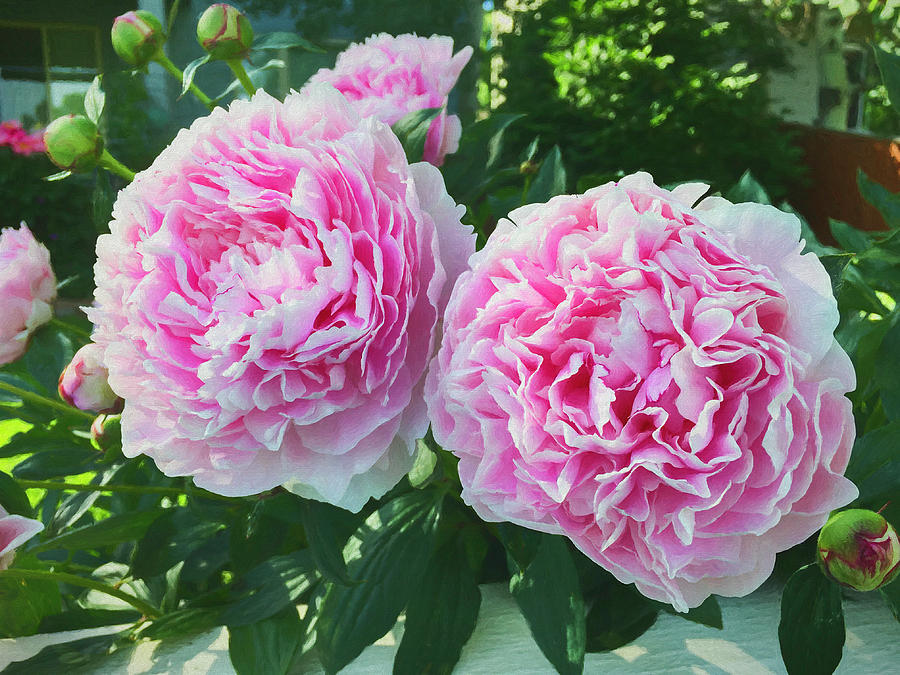 Painterly Pink Peonies Photograph by Lorraine Baum