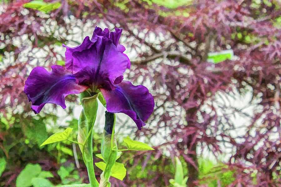 Painterly Purple Iris Digital Art by Lisa Lemmons-Powers