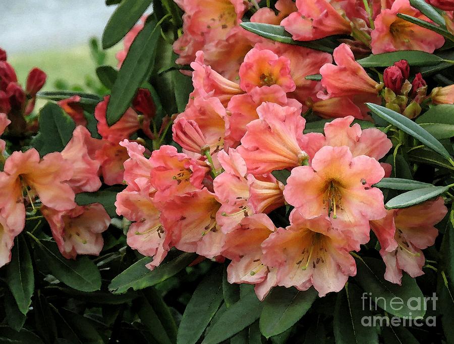 Painterly Rhododendron Grouping Photograph by Chris Anderson