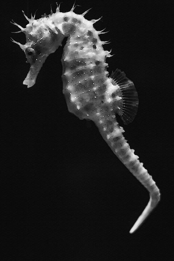 Black And White Mixed Media - Painterly Seahorse by Pati Photography