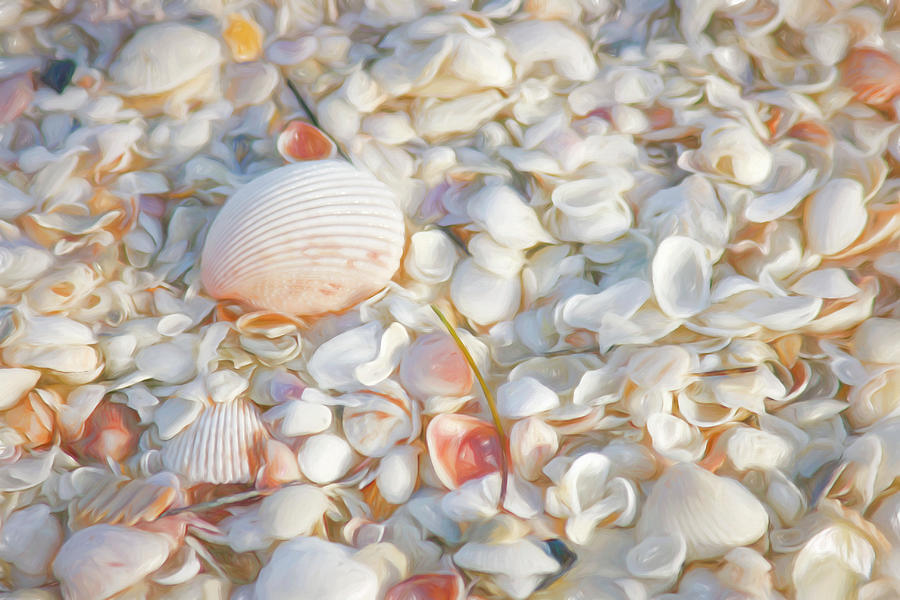 Painterly Seashells Photograph by Cindi Ressler
