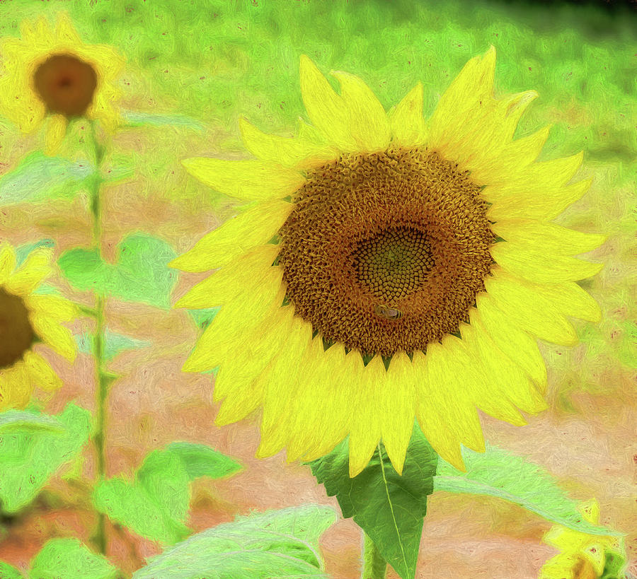Sunflower Photograph - Painterly Sunflower by Georgette Grossman