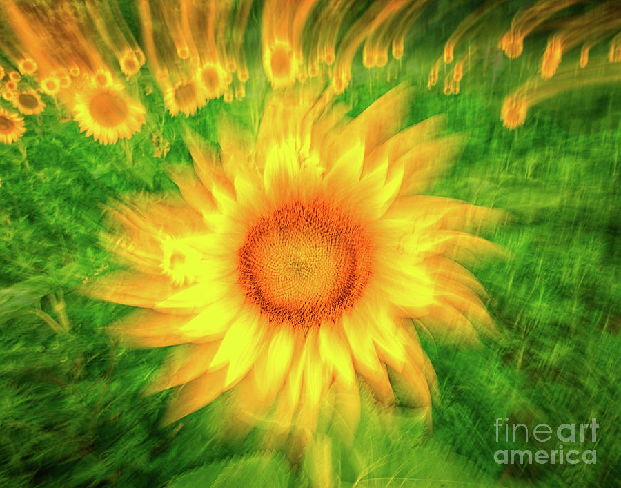 Painterly sunflower twirl Photograph by Izet Kapetanovic