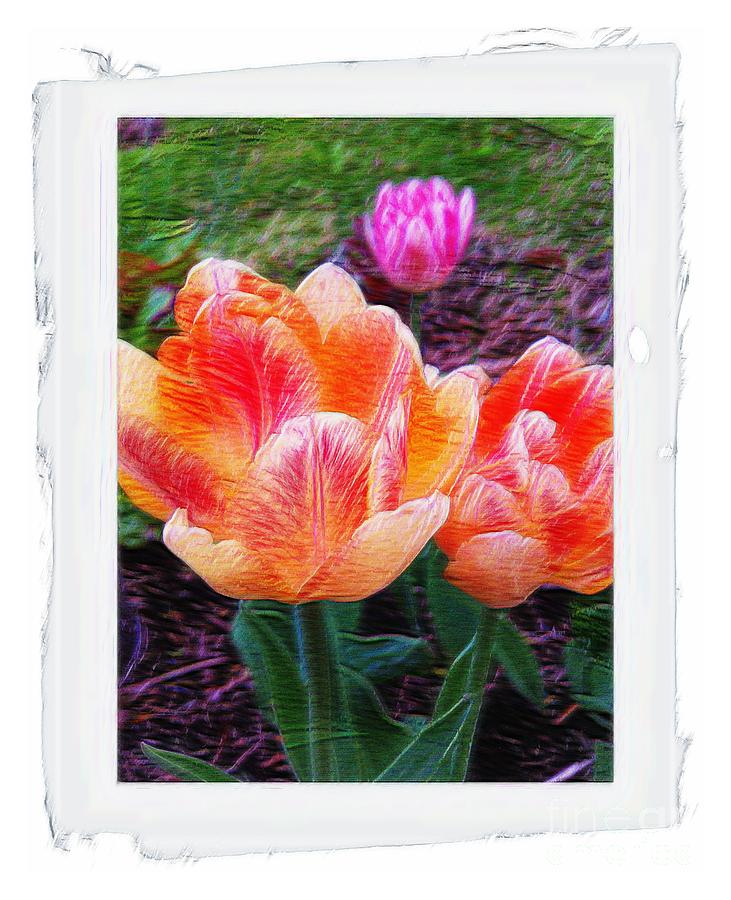 Painterly Tulips Photograph by Barbara A Griffin