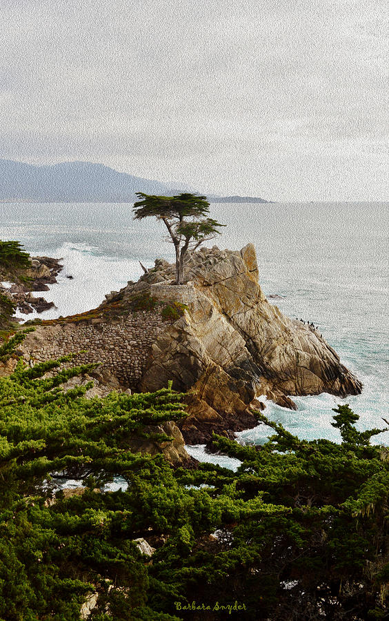 Painting Lone Cypress Monterey Photograph by Barbara Snyder