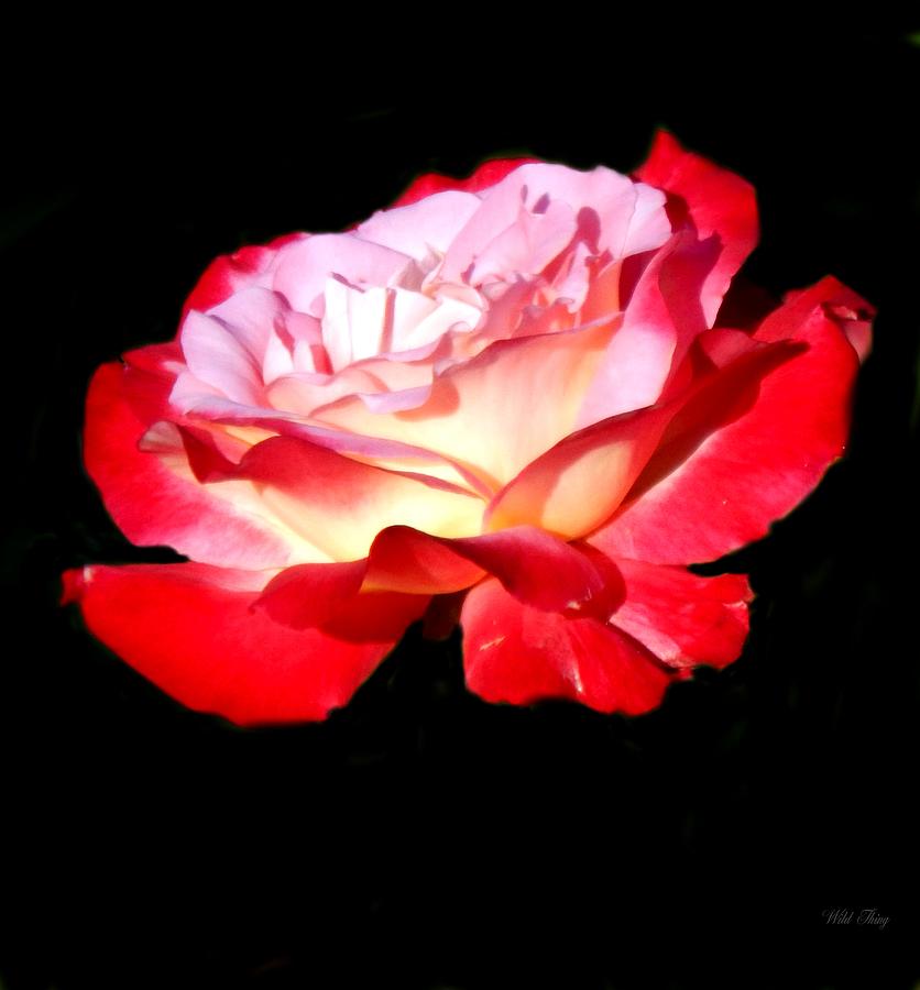 Spring Photograph - Painting the Roses by Wild Thing
